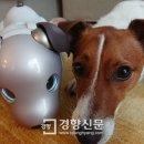 아이보