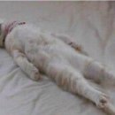 삽교두리곱창 이미지