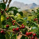 ND(nature and dream)농장 | (커피리뷰) 볼리비아 로스 로드리게스 무산소 발효 68H - 로스터릭