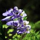 메밀목장 이미지