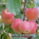 은경농장 네이버블로그