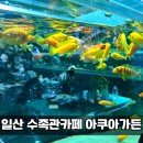아쿠아가든카페 양재점 | 일산 아쿠아가든 대형 수족관 카페｜아이와 가볼만한 곳 먹이주기 체험 솔직후기