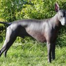 도그헤어 이미지