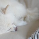 하얀강아지 이미지