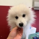 개르띠에 이미지