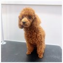 펫스탑 이미지