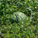 월롱초등학교 이미지