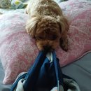 견우동물병원 이미지