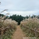 장산억새밭 이미지