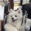 풍경운동장 화장실 | 전북 완주 강아지 운동장이 있는 애견 동반 식당 용복일오삼