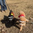 송이조각공원 화장실 | 양양 송이조각공원 반려견동반여행 양양가볼만한곳 추천(양양파크골프장 옆)