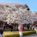 (주)신동 | 수원 벚꽃 명소 아기랑 경희대 신동수변공원 방문 후기 + 꿀팁