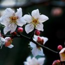 퇴계선생시 이미지