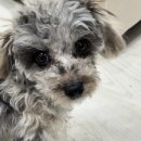 트레이닝 박스 하울링 | 부산애견훈련소 강아지방문훈련으로 하울링하고 점프하는 분리불안 교육 후기