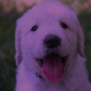 행복한강아지 이미지