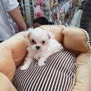 와와펫 애견용품점