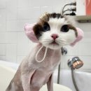 잔다냥 성남점 이미지