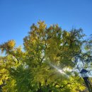 초은초등학교 거울공원 남측 | 경주불국사단풍(25년11월13일),경북천년숲정원,통일전 은행나무와 서출지 까마귀,이요당,자하문,석가탑...