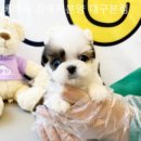 베베독 강아지분양 대구본점 이미지