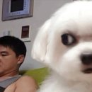 애니웰 동물병원 | 셀프 리모델링 줄눈 채우기부터 아토피 임상시험 참여견 후기 등등...(feat. 벽제갈비)