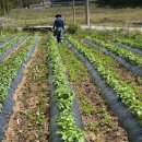 도안농장 이미지