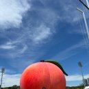 조치원읍사무소 | 조치원 복숭아 축제 다녀온 후기