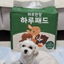 코리아펫 | 강아지 배변패드 흡수력 좋은 파파펫코리아 하루한장 하루패드 후기