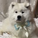 달리포유 이미지