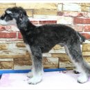 강아지 세상 이미지