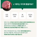 오아지 강아지 사료 원애니멀프로틴어덜트 스몰/미니 포크 후기