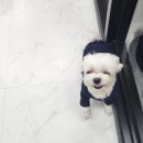 모모애견샵 이미지