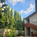 로얄홈타운 | 태국 치앙마이 올드타운 감성숙소 홈타운 hommtown 수영장 위치 장점