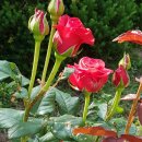 정하농장 이미지