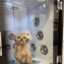 멍개구름 | 24시 무인셀프 애견목욕&amp;카페 멍개구름 방문후기