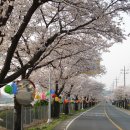 자양벚꽃100리길 이미지