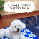 전주펜션 | 전주한옥마을 완주 애견동반펜션 뚜바비앙 숙박 및 자쿠지 후기