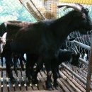 해든누리 흑염소농장 이미지