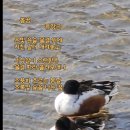 봄꿈