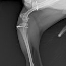 잠실베스트동물병원 수술재활센터 이미지