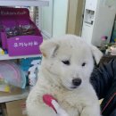 진도견나라 이미지