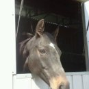 통도승마랜드 이미지