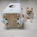 황금켄넬 이미지