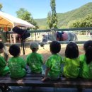 피카소 목장 이미지