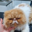 심쿵하개 이미지