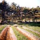 영광 성산리 지석묘군 이미지