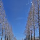 기지시 메타세콰이아 이미지