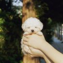 도그하우스 애견샵 이미지