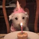 [행복대학]선물 도시락 만들기 | 홍대 놀거리 추천｜피치키치 케이크 만들기 체험 후기 (똥손도 가능!)