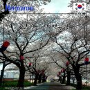 2025년 신관사또 부임행차 | 남원 벚꽃여행 당일치기 도보 여행 코스 완벽 정리 (지도 포함) st. 26년 봄꽃이 피어나는 요천 음악회...