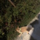 귀엽개귀엽냥 이미지